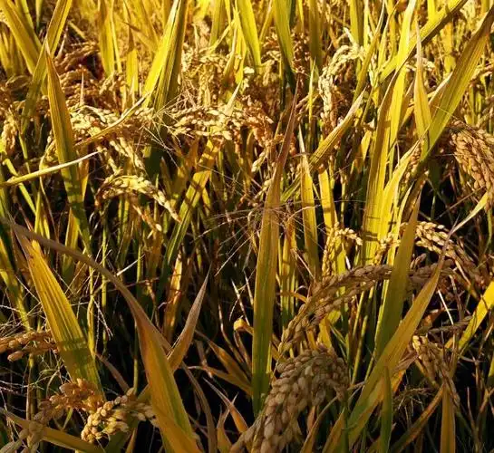 沉甸甸稻谷  弯腰低头