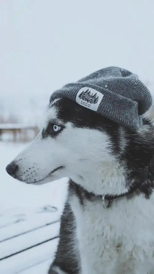 静静/壁纸/可爱的哈士奇,呆萌哈士奇壁纸(壁纸,雪橇哈士奇 高清壁纸