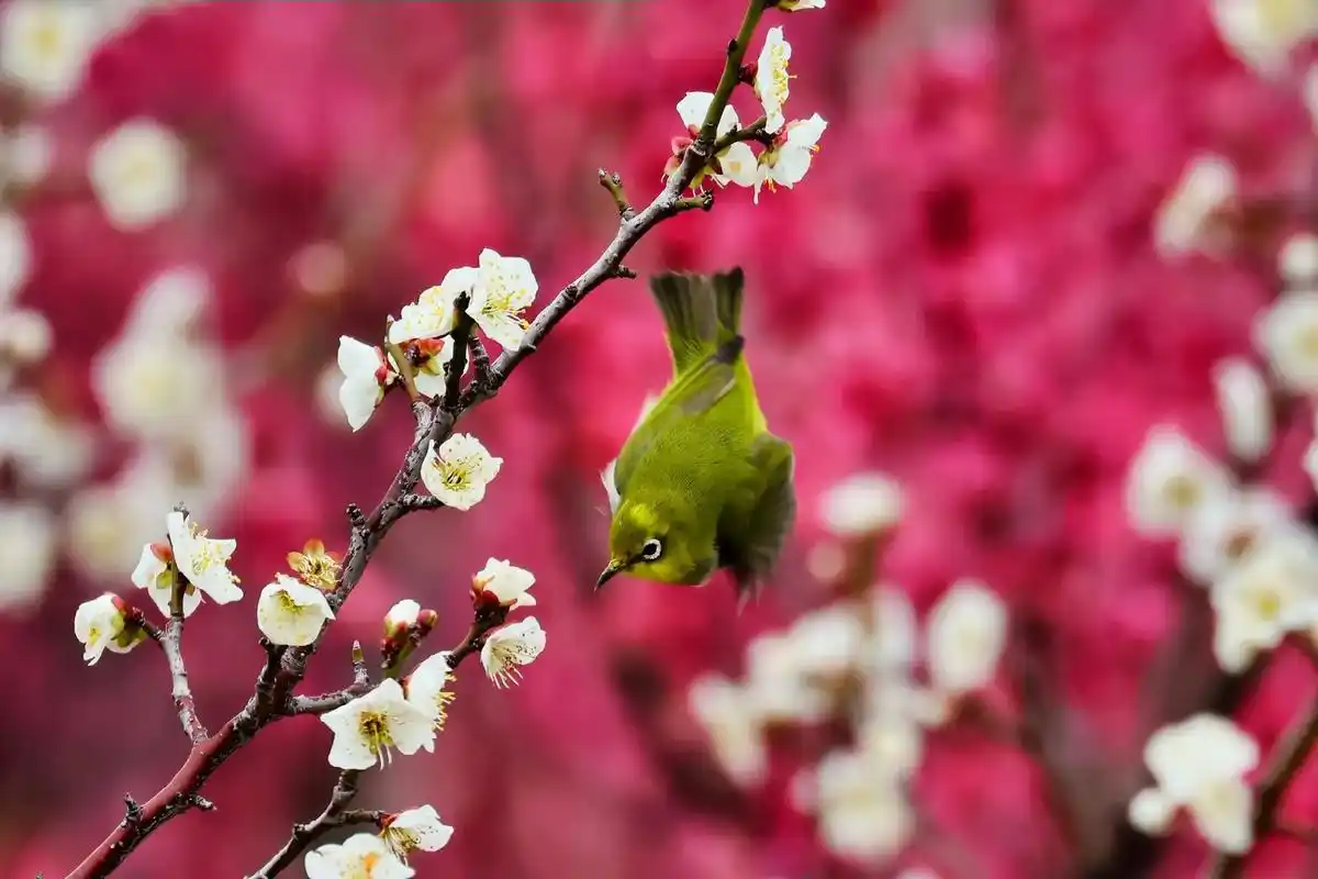 梅花香自苦寒来,隔着屏幕都闻到了春天的花香,欢唱的鸟儿也为春 - 抖