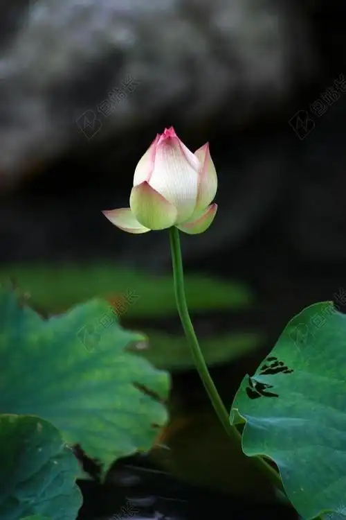 荷花 白色 含苞 红 佛教的 绿色 荷叶 花草 石头 意境