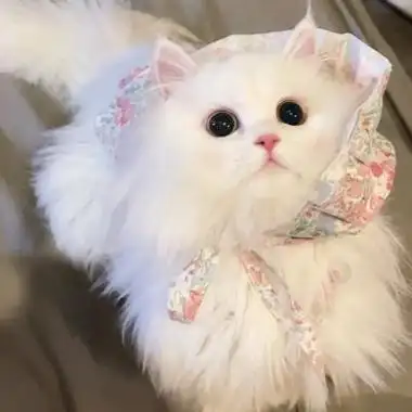 2022-12-20 08:24:10微信头像很萌又很可爱的小猫咪的头像给大家更新