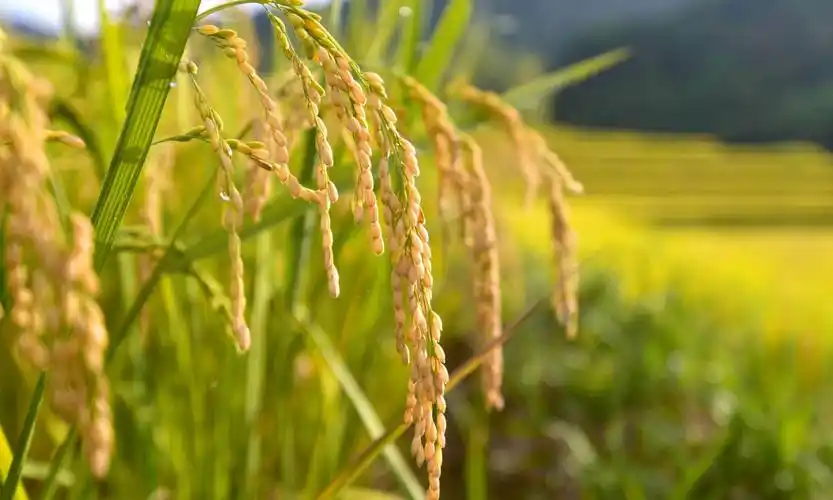 金秋十月,沉甸甸的稻穗低着头,快成熟了.