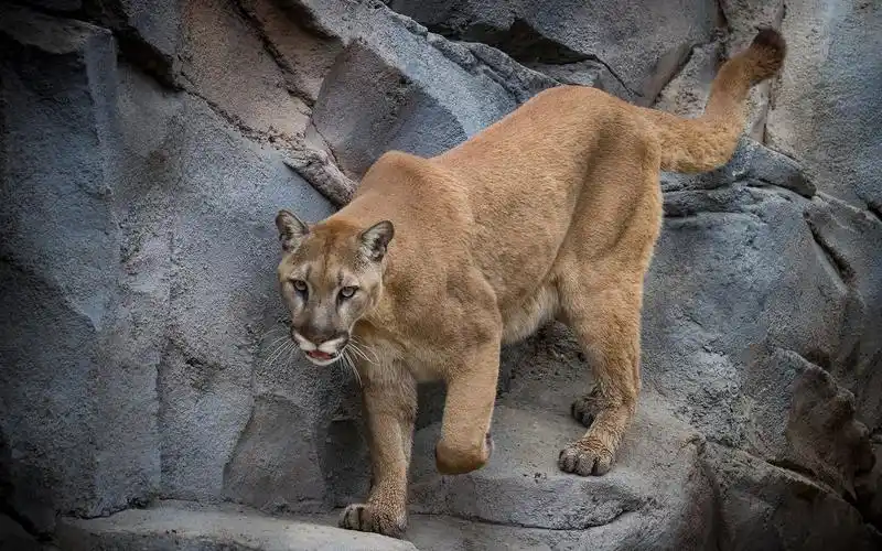 壁纸 美洲狮,山狮,捕食者,岩石 1920x1200 hd 高清壁纸, 图片, 照片