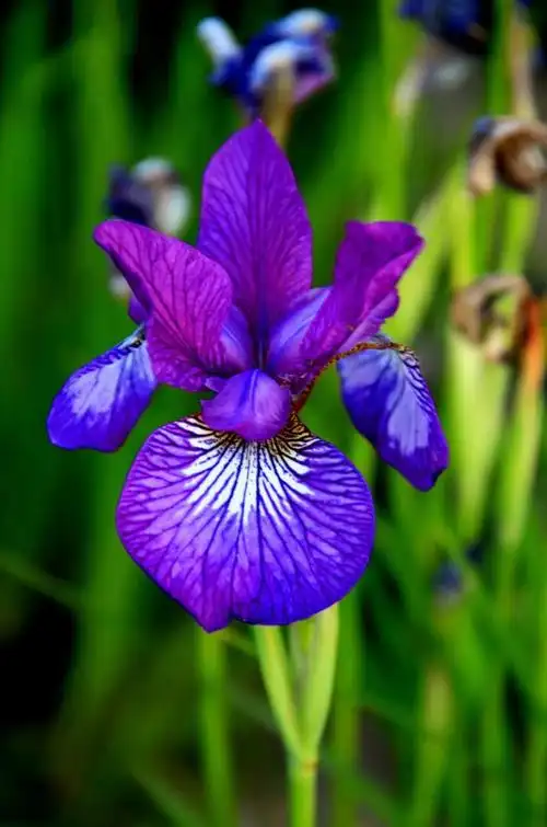 紫色鸢尾花怎么种植,花语是什么意思?