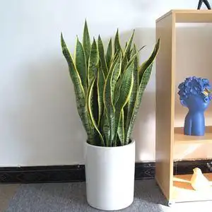 虎皮兰绿植盆栽室内花卉净化空气吸甲醛兰花包邮观叶植物北京发货