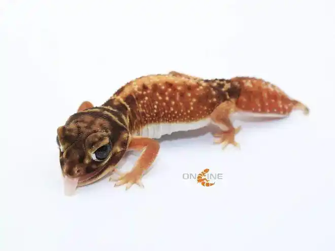 守宫在线2018年培育方向澳洲瘤尾守宫篇