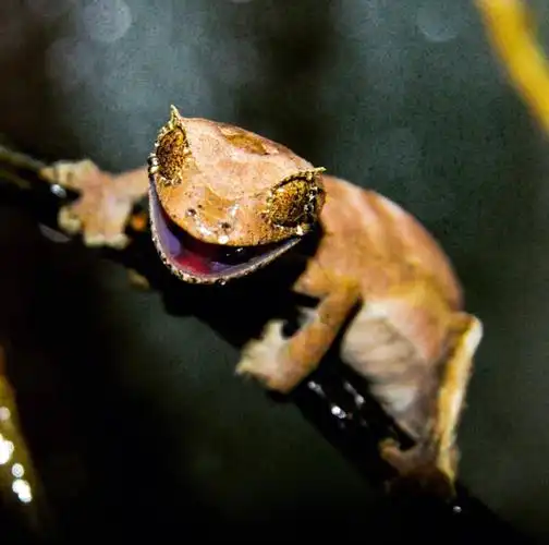 马达加斯加森林中的枯叶精灵——叶尾守宫#4