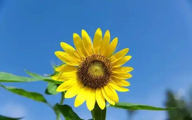 唯美的句子阳光图片微笑图片可爱小清新