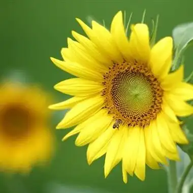 向日葵花图片头像
