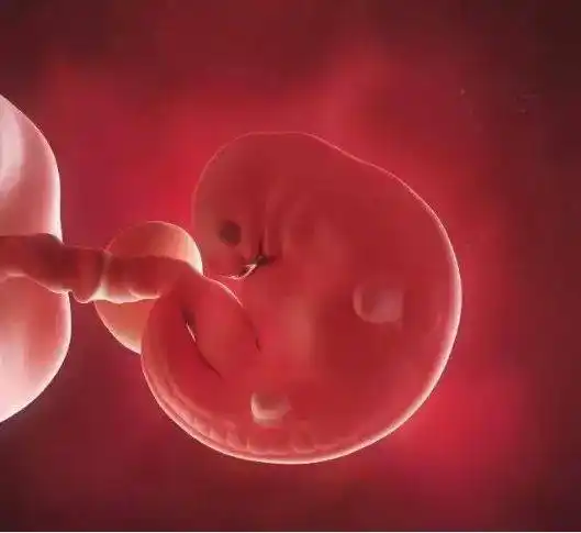 实用收藏孕囊大小与怀孕时间对照表