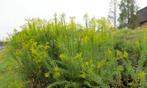 人称"麒麟草"开黄花很漂亮,一年产种子2万粒,农民为啥铲除?