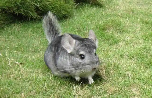 龙猫是什么动物别再傻傻分不清楚