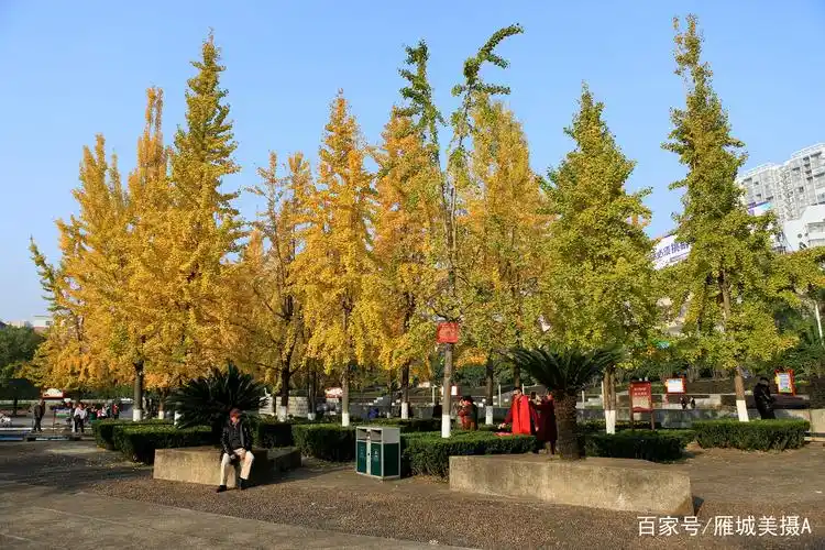 湖南衡阳:市民扎堆前往岳屏广场赏银杏拍美照