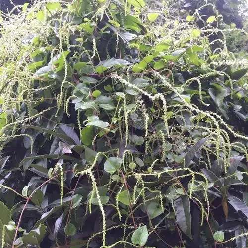 农村名叫野三七的植物村里杂草博得城里人喜爱