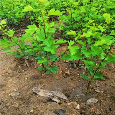 甜山楂树价格及品种_新品种山楂苗报价及种类