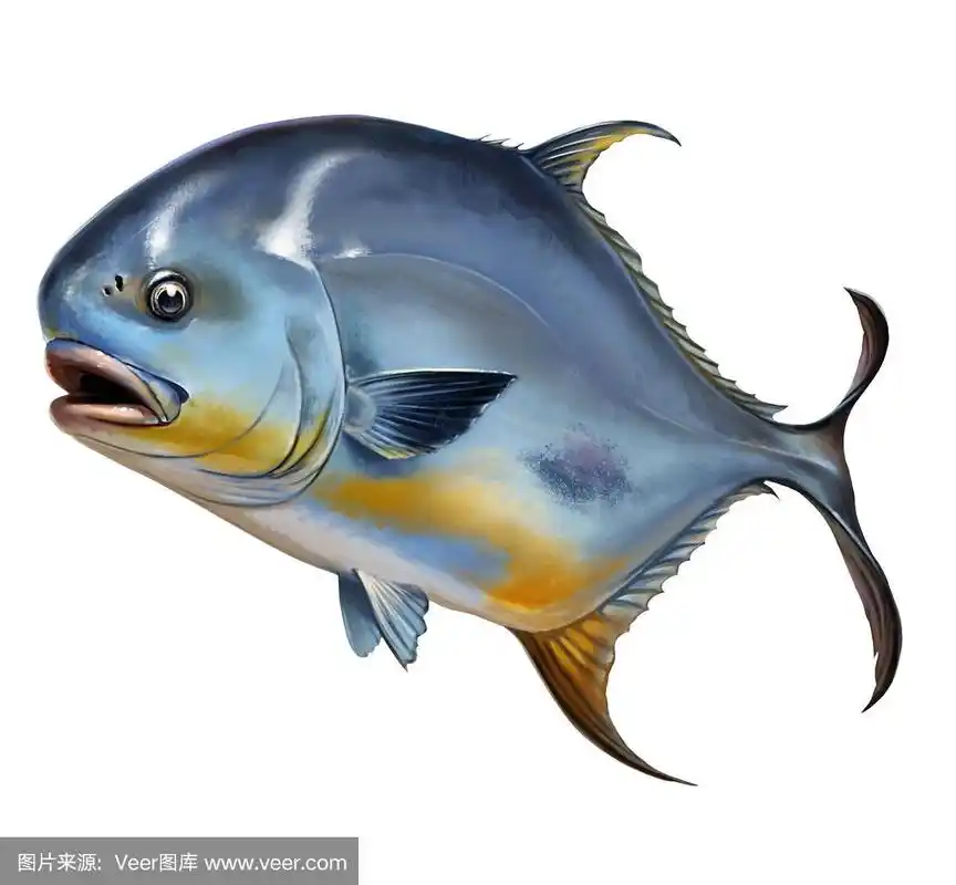 允许鱼圆形鲳鲹在白色逼真的插图.