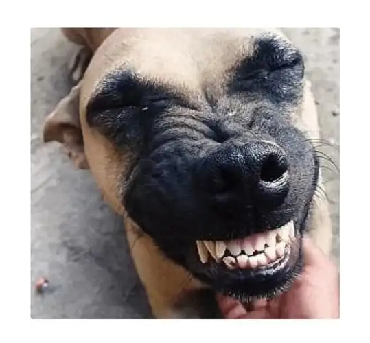 你看它像不像一只龇着牙傻笑的狗子?