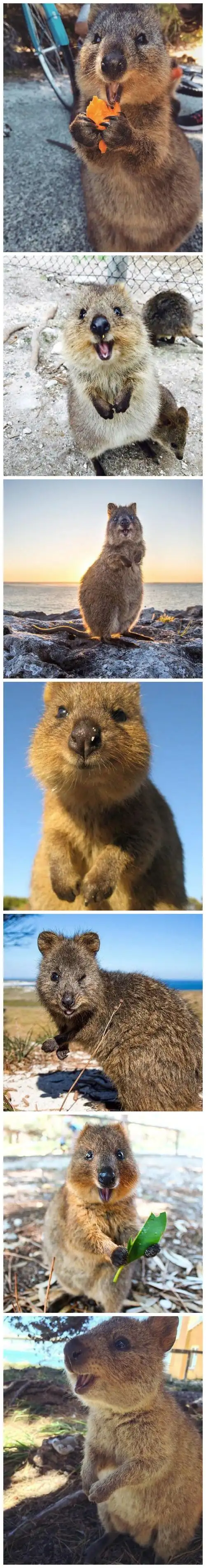 很友善也不怕人,还特别喜欢吃,所以也被称为"世界上最快乐的动物",有