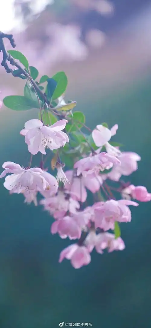 壁纸 花 桌面 690_1495 竖版 竖屏 手机