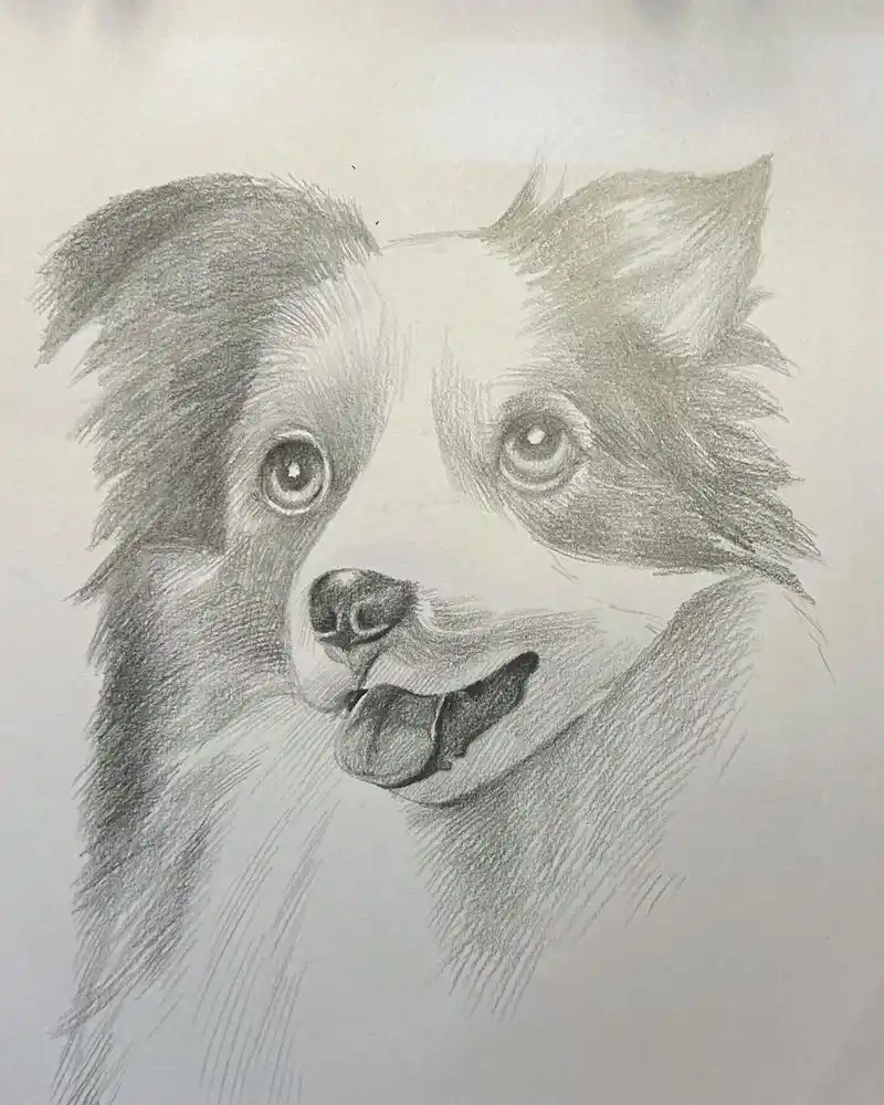 素描牧羊犬吧应该是
