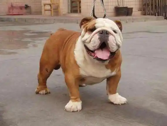 英国斗牛犬长相憨厚老实, 回头率也是很高的, 那它有什么缺点呢_英斗