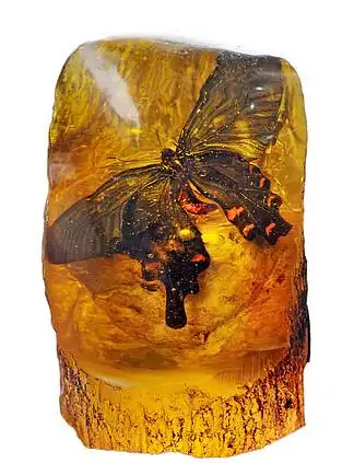 蝴蝶 i>琥 /i> i>珀 /i>