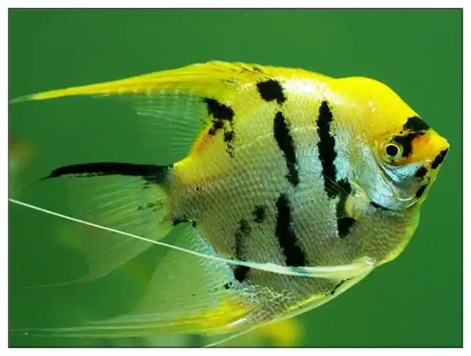 观赏鱼--神仙鱼