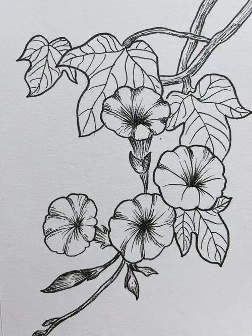 牵牛花线描练习30天29day