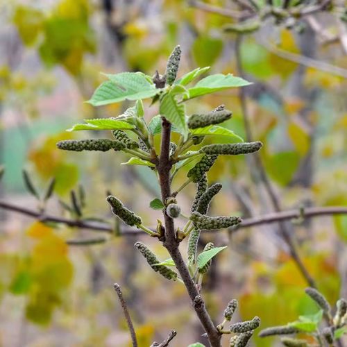 (2022年新鲜)河南新鲜构树穗 构树花 蒸菜 新鲜现摘棒槌儿 楮不揪子