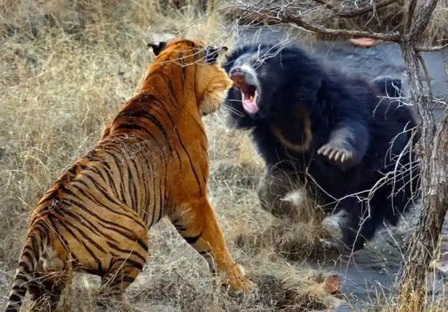 老虎和熊打架是稀罕的事,在印度拉贾斯坦邦伦滕波尔保护区,却发生了