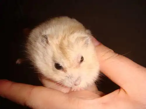 仓鼠眼角红红的,有点脱毛