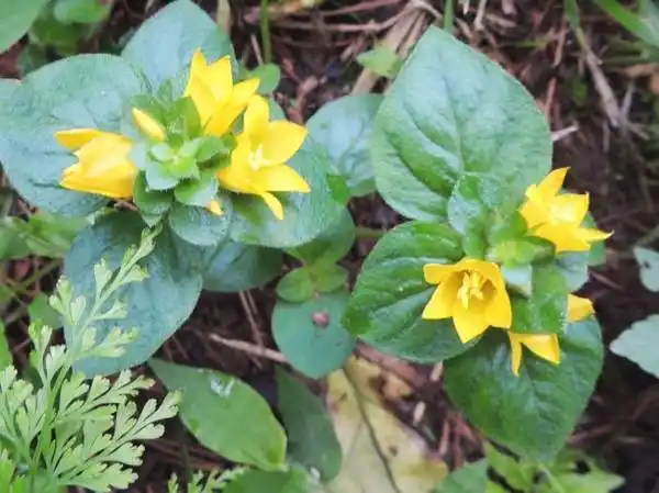 此草泡水喝,保护肝脏排出身体毒素——悦体佳小贴士_中草药