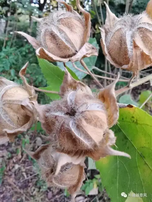 图6 紫红色的芙蓉果图5 绿色的芙蓉果这果实吸引了我.