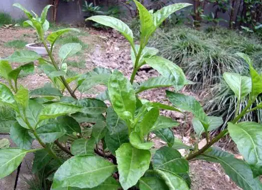 救命草真的那么神奇吗救命草的功效