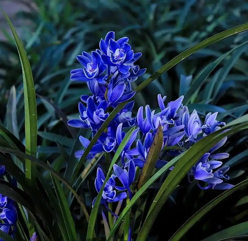 这款"蓝宝石"突然就火了,人称"最美兰花",让人百看不厌