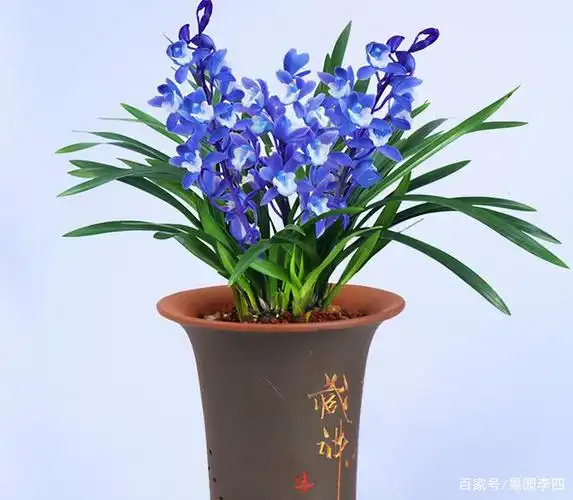 曾30万一苗的"名贵"兰花,现不足百元,花色新奇,365天轮流开