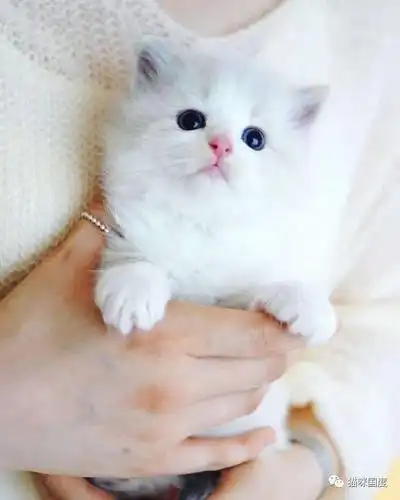 今日份吸猫,可爱的白色小奶猫,太犯规了