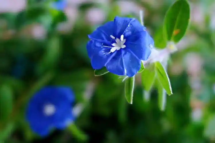 蓝星花的花语(蓝星花的花语和寓意英文) - 欣鑫问答号