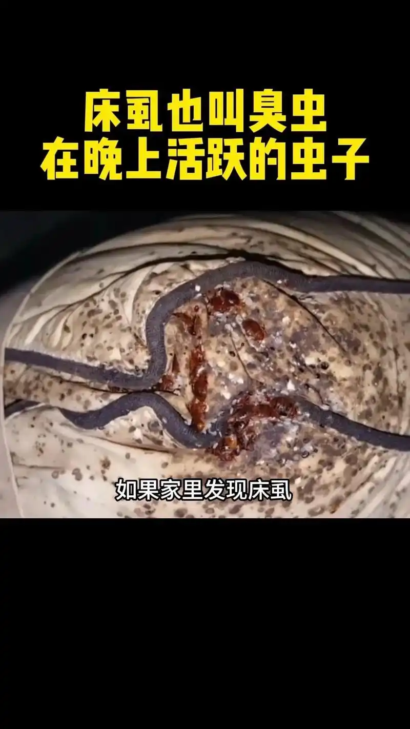 💡床虱又称臭虫,主要在晚上活跃.分布:床虱 - 抖音
