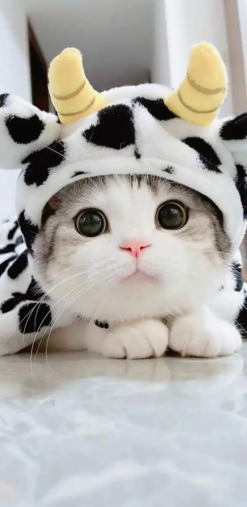 三只可爱的猫猫,壁纸自取.#猫 #网红 #宠物 #插画#摄影 - 抖音