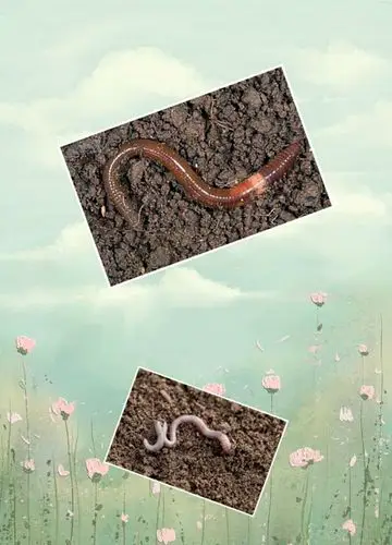 3月10日小班科学《蚯蚓》