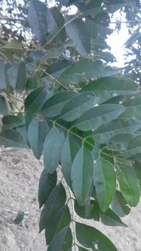 这是对节白蜡吗(我们本地管它叫山白蜡树)?