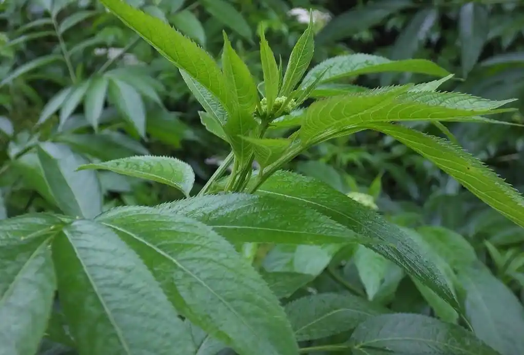 在好奇心的驱使下,我对接骨草做了仔细的了解.