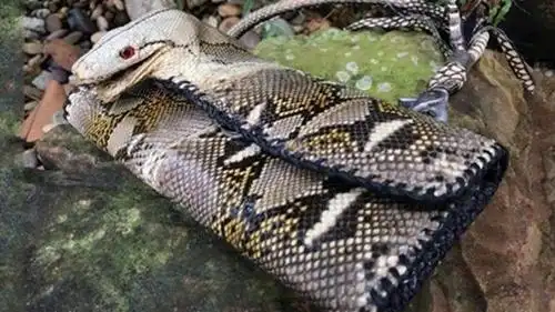 女子晒真蛇头皮包 自称"世界仅有1个"_手机新浪网