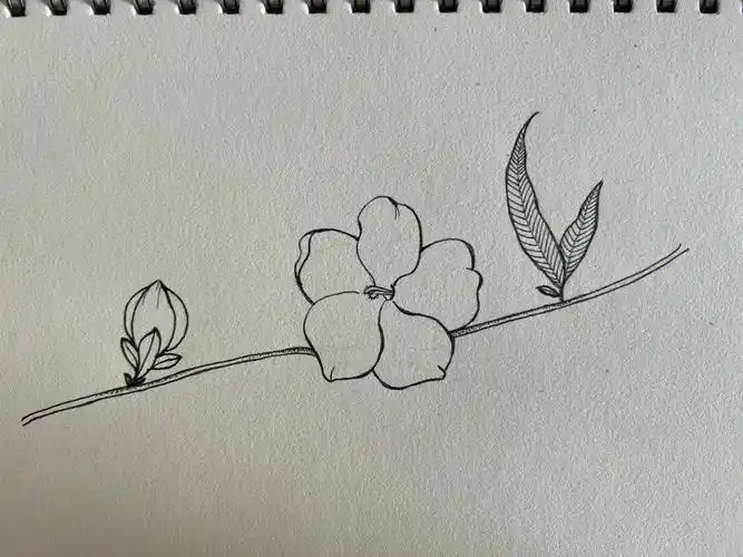 临摹一笔一世界迎春花黑白线描花卉线描