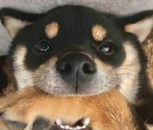 从专业角度看‖马嘉祺的柴犬,柴六斤品相如何?_耳朵_尾巴_领花