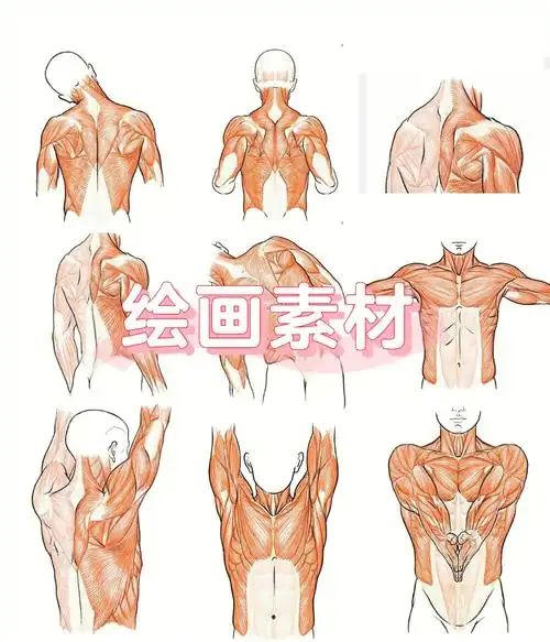 73上半身动作肌肉分析绘画素材拿去练75