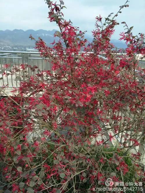 这红榉木开花四季都是.