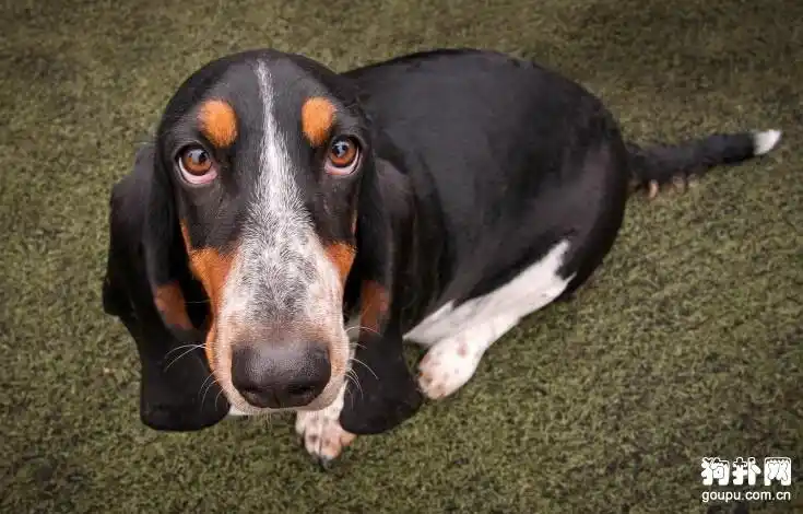 巴吉度犬,世界名犬之一_巴吉度图片_狗扑巴吉度犬网