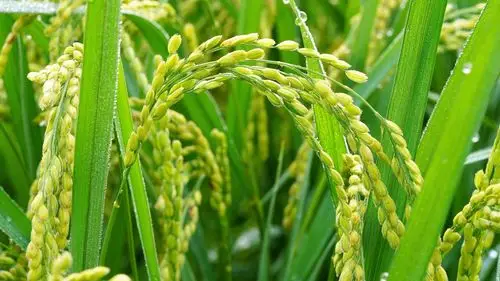 水稻图片大全大图-花卉壁纸-高清花卉图片-第7图-娟娟壁纸